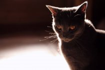 Retrato de belo gato cinza em casa — Fotografia de Stock