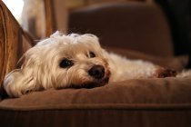 Purebred Dog relaxing on sofa, closeup view — Stock Photo