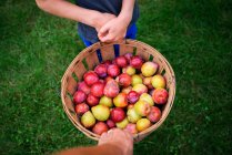 Young boy harvesting plums — Stock Photo
