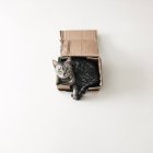 Американская короткошерстная кошка лежит в картонной коробке — стоковое фото
