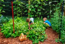 Niños jóvenes recogiendo verduras en un jardín - foto de stock