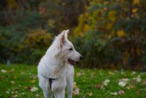 Cute white dog walking in green forest — Stock Photo
