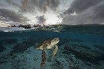Schildkröte schwimmt unter Wasser, lady elliot island, queensland, australia — Stockfoto