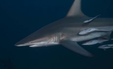 Back tip shark with suckerfish, KwaZulu-Natal, South Africa — Stock Photo