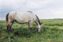 Vista escénica del pastoreo de caballos en un campo, Rumanía - foto de stock