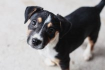 Portrait of a terrier puppy dog, high angle view — Stock Photo