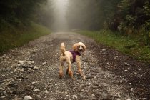 Poodle em pé em um caminho na floresta olhando para trás — Fotografia de Stock