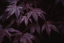 Vue rapprochée de belles gouttes de pluie sur les feuilles de la plante — Photo de stock