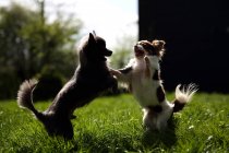 Deux chiens chihuahua mignons jouant ensemble — Photo de stock