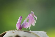 Vista close-up de mantis rosa contra fundo borrado — Fotografia de Stock