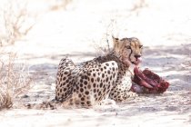 Vista panorámica de Cheetah alimentándose de una muerte, Kgalagadi Transfrontier Park, Sudáfrica - foto de stock