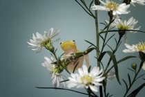 Niedlicher Laubfrosch auf Blütenstiel sitzend, verschwommener Hintergrund — Stockfoto