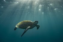 Schildkröte schwimmt unter Wasser, Nahaufnahme — Stockfoto