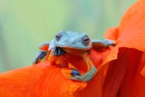 Яванская лягушка на лепестках цветов, размытый фон — стоковое фото