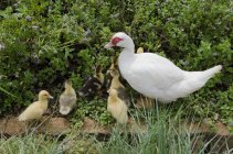 Duck with her ducklings together walking in grass — Stock Photo