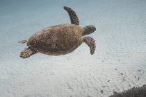 Schildkröte schwimmt unter Wasser Nahaufnahme — Stockfoto
