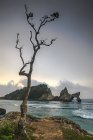 Vista panoramica dell'albero sulla spiaggia di Atuh, Bali, Indonesia — Foto stock