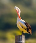 Black and white pelican in sunlight with greenery on background — Stock Photo