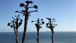Vue panoramique de Trees by the Pacific Ocean, California, America, USA — Photo de stock