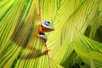 Rana arbórea de Java escondida en hojas - foto de stock