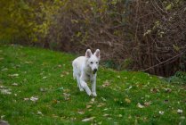 Niedlicher weißer Hund geht im grünen Wald spazieren — Stockfoto