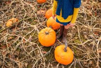 Young girl carrying pumpkins in a pumpkin patch — Stock Photo