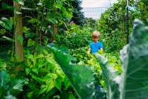 Jeune garçon cueillant des légumes dans un jardin — Photo de stock