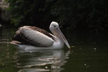 Magestic and beautiful pelican in wild life — стоковое фото