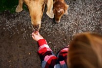 Overhead of toddler boy feeding a goat — Stock Photo