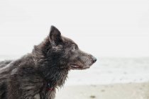 Портрет собаки на пляжі, вид збоку — стокове фото