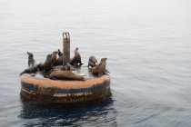 A colony of Sea Lions rests on an old buoy along the Southern California coast — Stock Photo