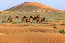 Mandria di cammelli nel deserto, Arabia Saudita — Foto stock
