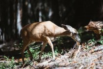 Primer plano de tiro de ciervos alimentándose en el bosque - foto de stock