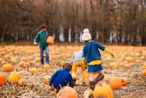 Family picking pumpkins in a pumpkin patch — Stock Photo