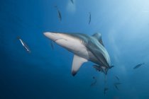 Blacktip shark swimming under blue water — Stock Photo