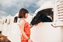 Девушка гладит молодую корову в телячьей конуре — стоковое фото