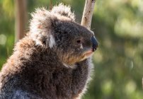 Cute koala on tree in sunny forest — Stock Photo