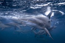 Gruppe von Schwarzspitzenhaien schwimmt im Ozean, kwazulu-natal, Südafrika — Stockfoto