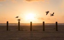 Gaivotas voando sobre postes de madeira na praia, Port Aransas, Texas, América, EUA — Fotografia de Stock