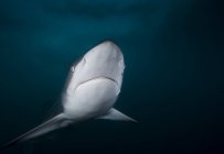 Крупный план чернопёрой акулы, плавающей в океане — стоковое фото