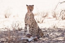 Scenic view of cheetah posing to camera — Stock Photo