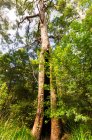 Arbres verts dans la forêt — Photo de stock