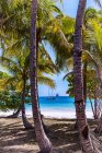 Palm trees on tropical beach with sea in sunlight — Stock Photo