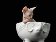 Sphynx cat in cup on black background — Stock Photo
