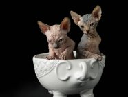 Sphynx cats in cup on black background — Stock Photo