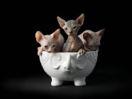 Cute kittens of sphynx in cup on black background — Stock Photo