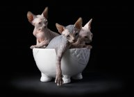 Cute kittens of sphynx in cup on black background — Stock Photo