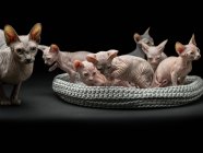 Lindos gatos sphynx sobre fondo negro - foto de stock