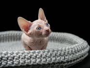 Niedliches Sphynx-Kätzchen im geflochtenen Korb schwarzer Hintergrund — Stockfoto