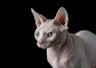 Porträt der schönen Sphynx-Katze auf Schwarz — Stockfoto